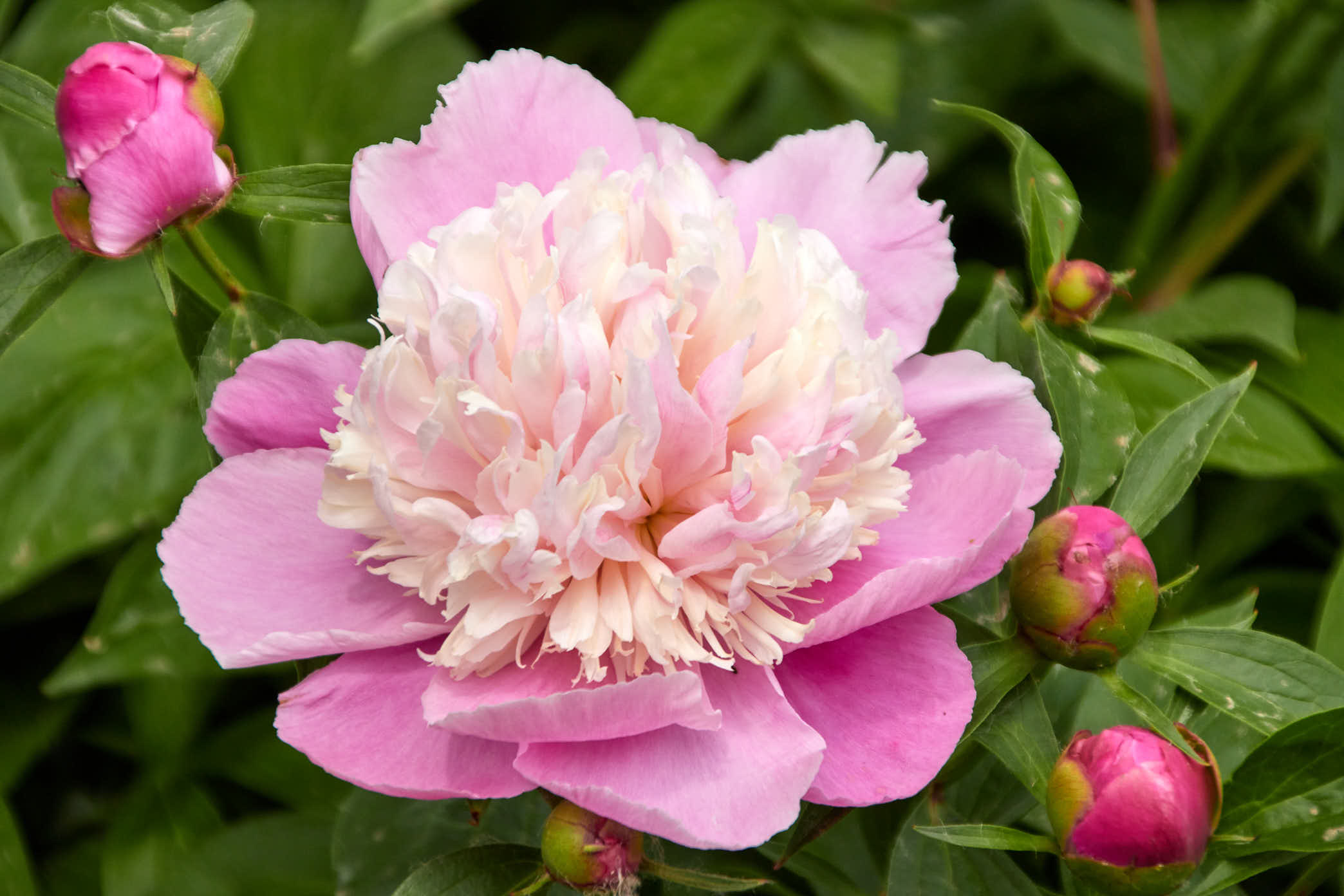 20200505AM IMG 2621 洛阳国花园