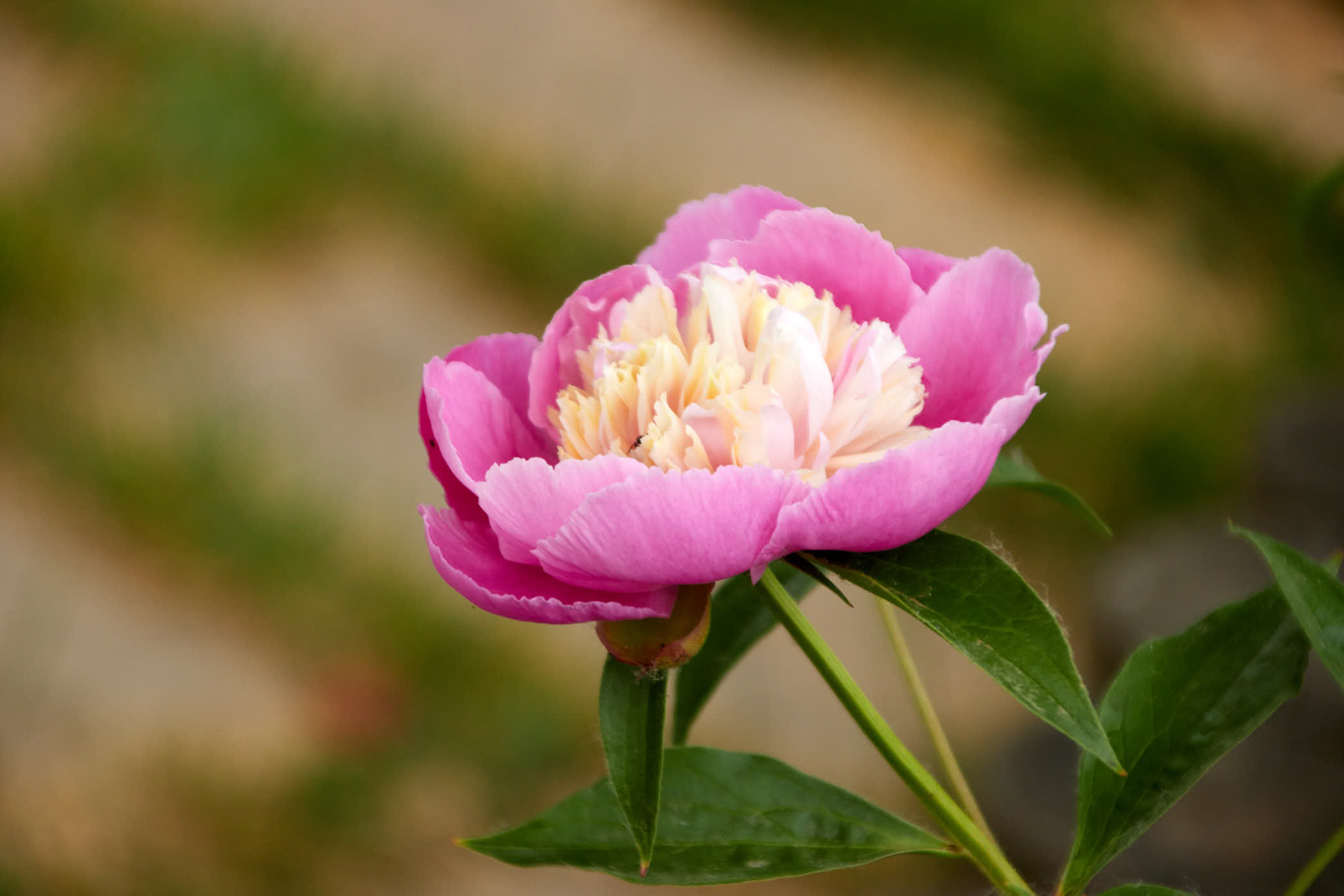 20200505AM IMG 2626 洛阳国花园