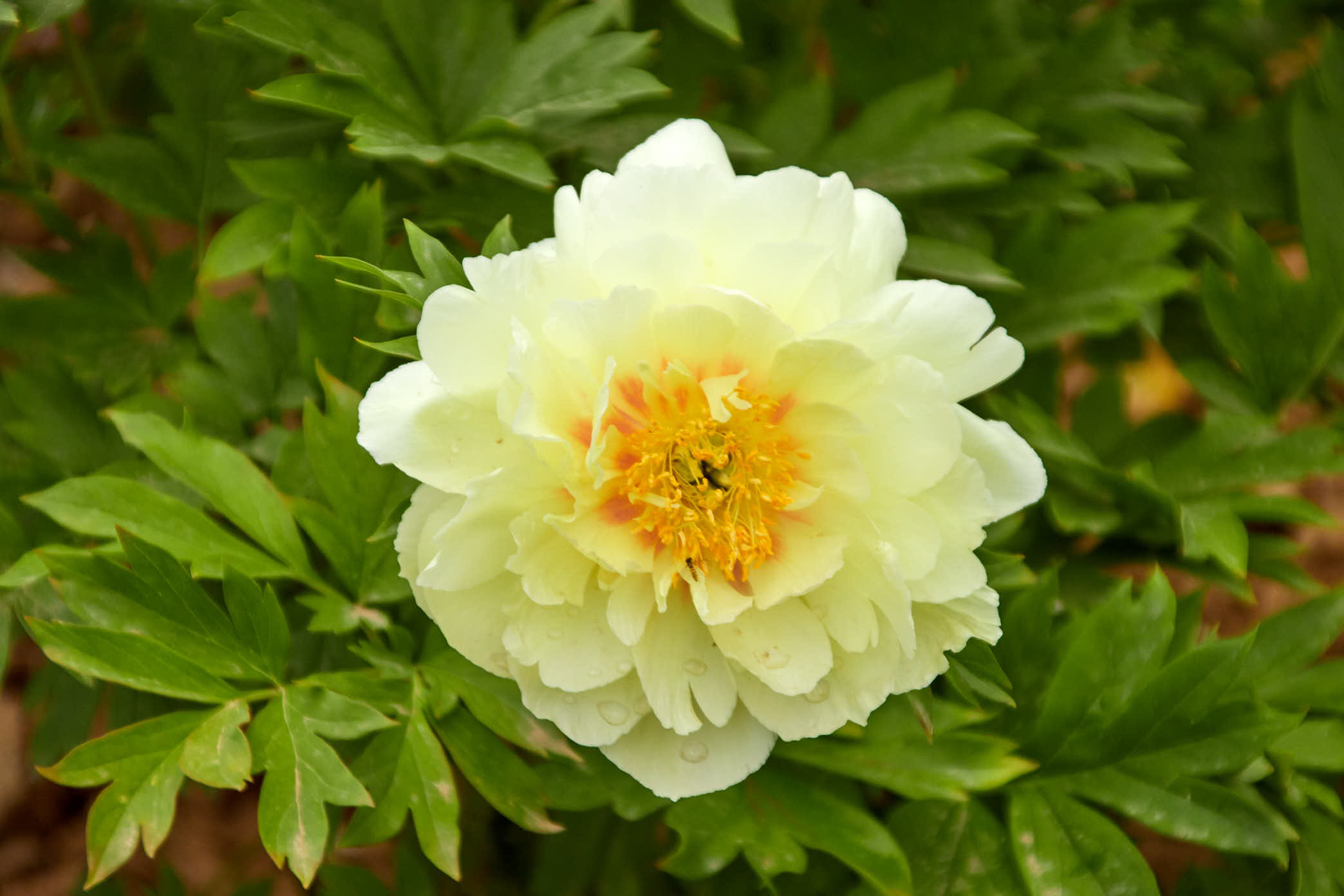 20200505AM IMG 2639 洛阳国花园