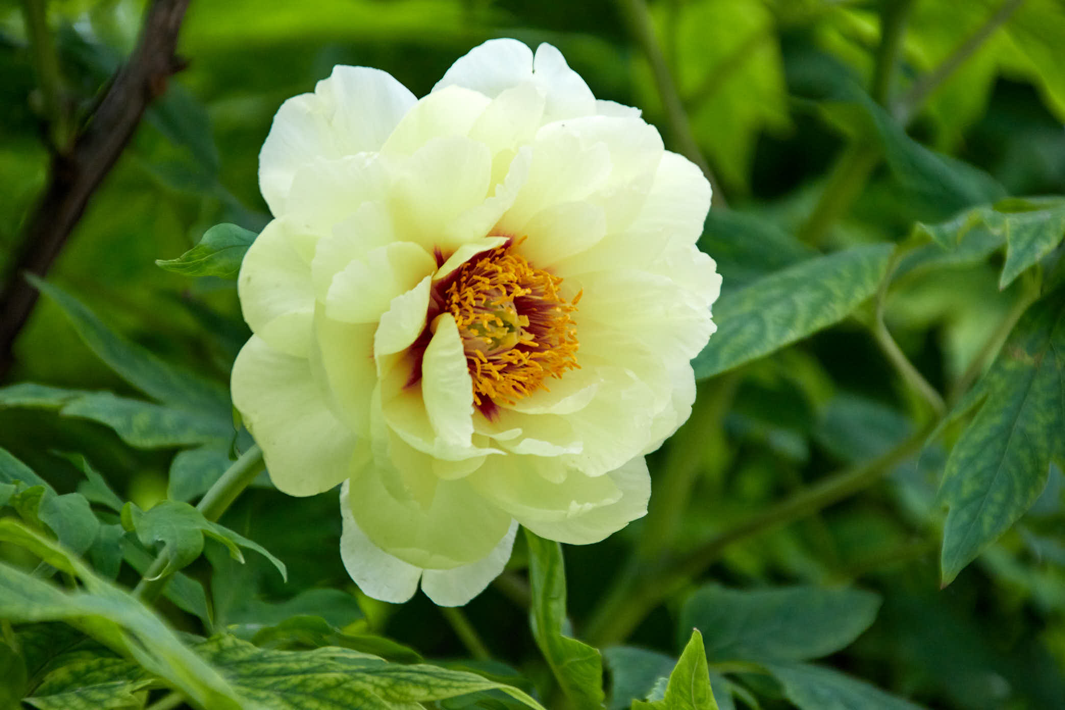 20200505AM IMG 2656 洛阳国花园